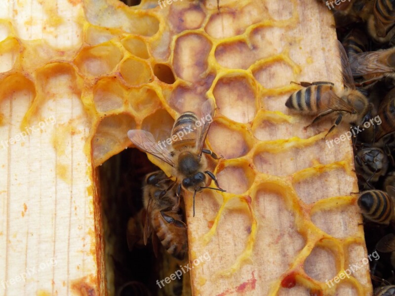 Honeycomb Bees Hexagons Comb Honeycombed