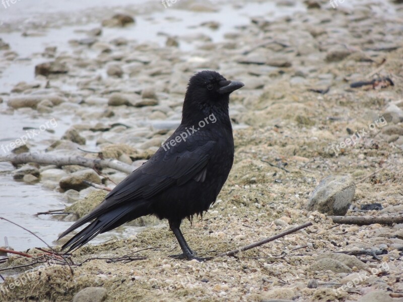 Raven Black Beach Sand Bird