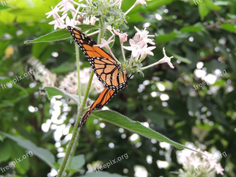 Monarch Butterfly Danaus Plexippus Butterfly Animal Insect