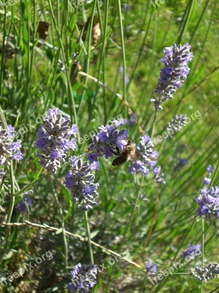 Plant Lavender Meadow Nature Free Photos