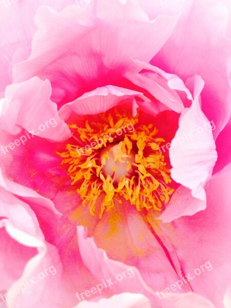 Peony Flower Plant Rose Summer