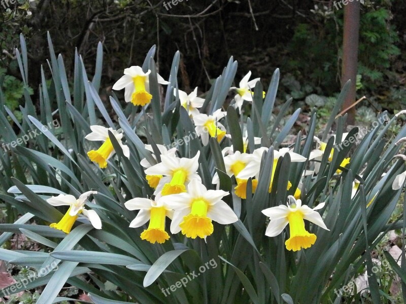 Narcissus Daffodil Spring Flowers Free Photos