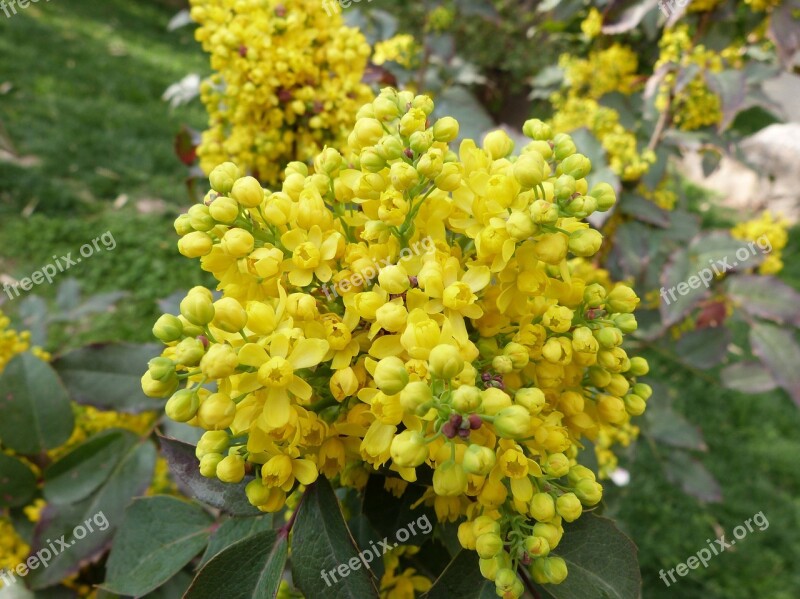 Flowers Spring Yellow Bright Nature