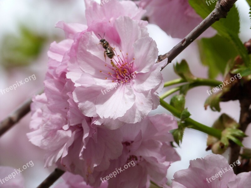 Flowering Tree Bee Pink Spring Bloom