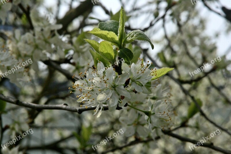 Plum Tree Flowering Twig Branch Flowers Plum Tree Flowers