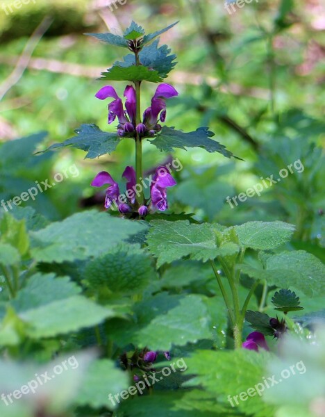 Purple Violet Nettle Dead Nettle Family