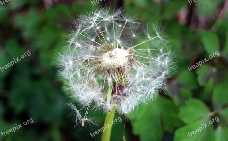 Dandelion Pointed Flower Blossom Bloom Close Up