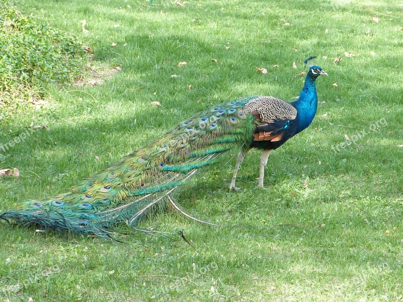 Peacock Bird Grass Free Photos