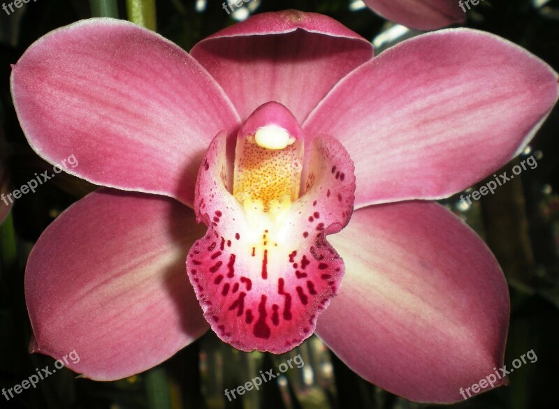 Orchid Flower Nature Free Photos