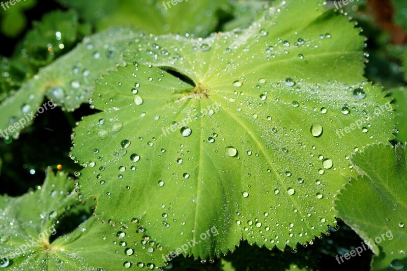 Leaf Plant Green Macro Drop Of Water