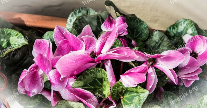 Pink Flowers Dew Beauty Flowers Droplet