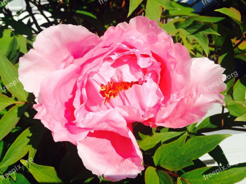 Flower Pink Peony Rose Party