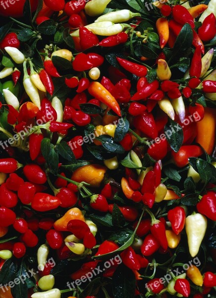 Chilli Peppers Colors Mature Free Photos