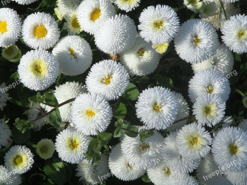 Gartenbuersteli Flowers White Yellow Bellis Philosophy