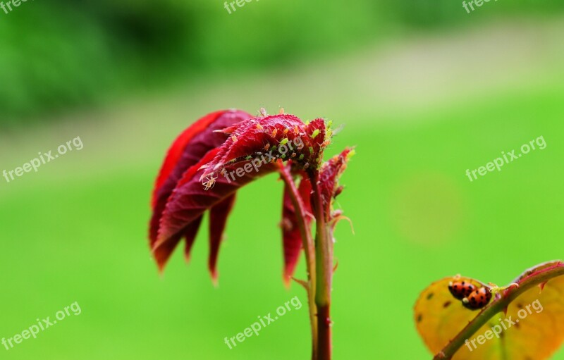 Greenfly Bugs Pest Red Fly Aphid