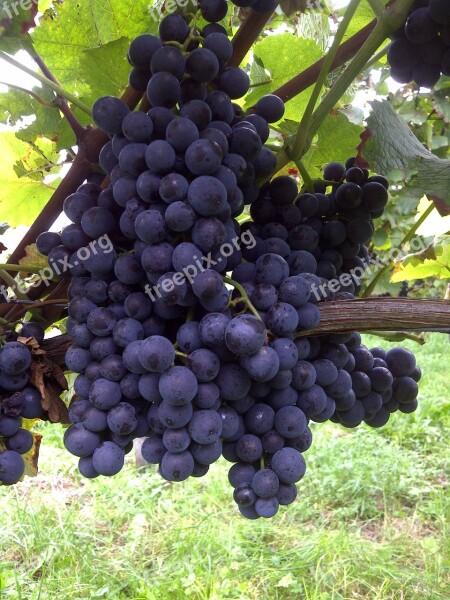 Grapes Vines Red Wine Kaiserstuhl Free Photos