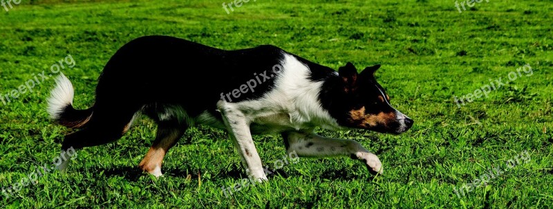 Border Collie Dog Border Collie Rough Collie