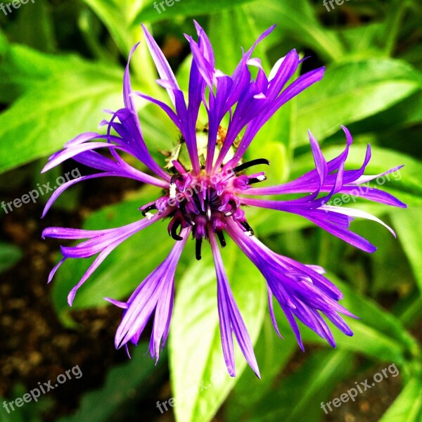 Purple Spider Flower Spider Flower Purple Flower