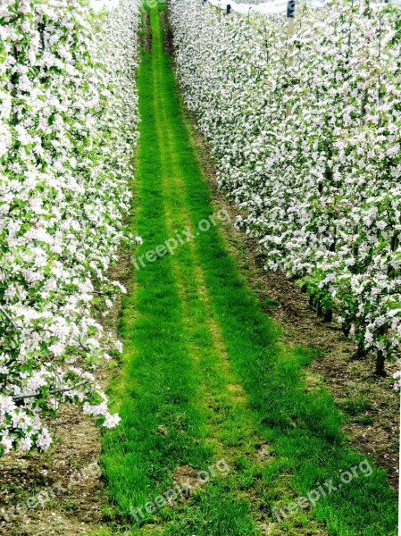 Plantation Fruit Tree Plantation Apple Trees Heyday Spring