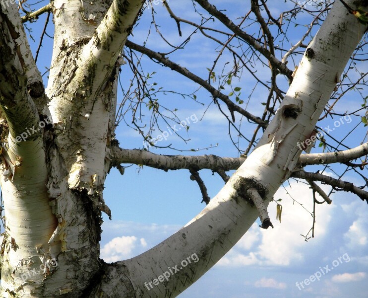 Birch White First Leaves Spring Sky