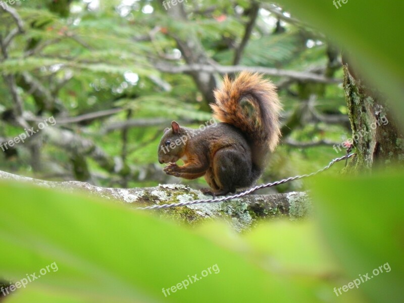 Animals Squirrel Tree Free Photos