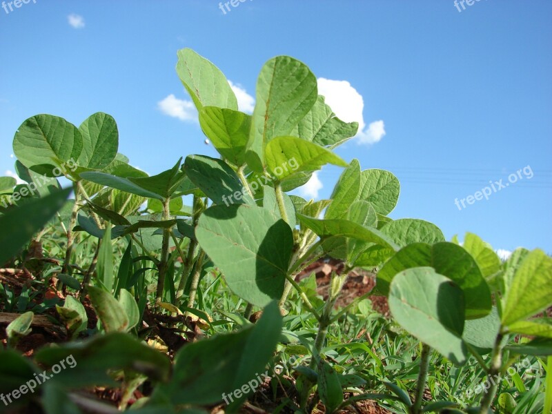 Plantation Soybeans Planting Grains Farm