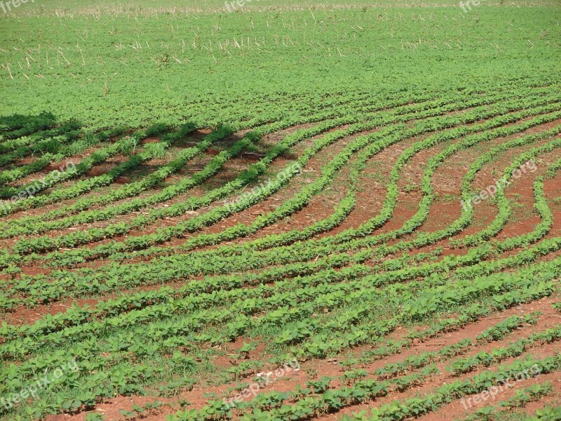 Plantation Soybeans Planting Grains Farm