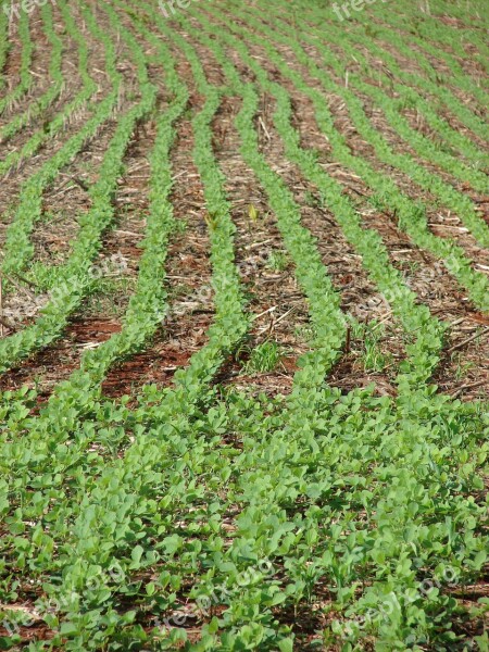 Soybeans Plantation Farm Crop Free Photos