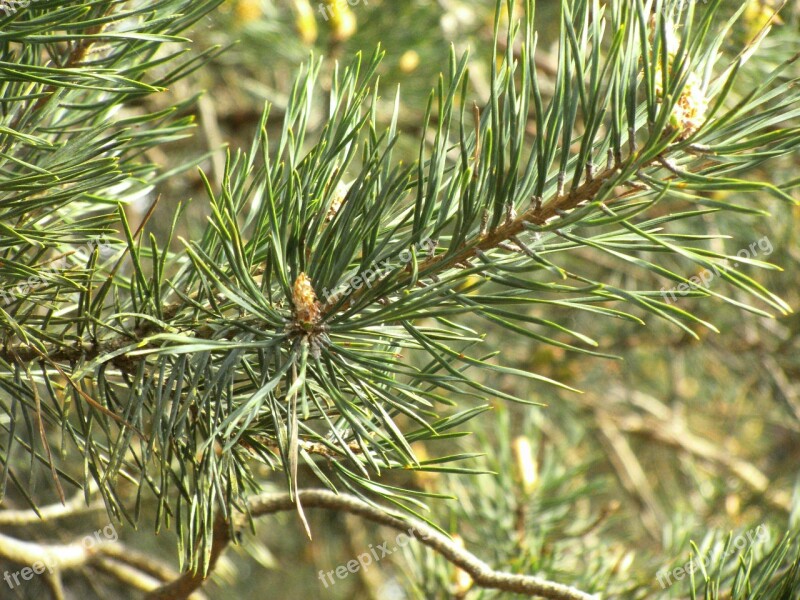 Pine Tree Needle Conifer Pine Greenhouse