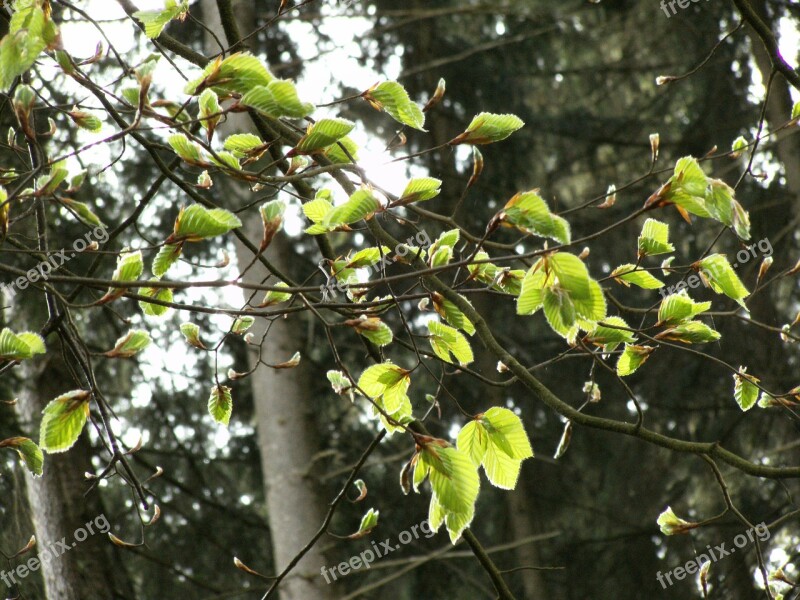 Beech Young Beech Leaves Forest Leaves Tree