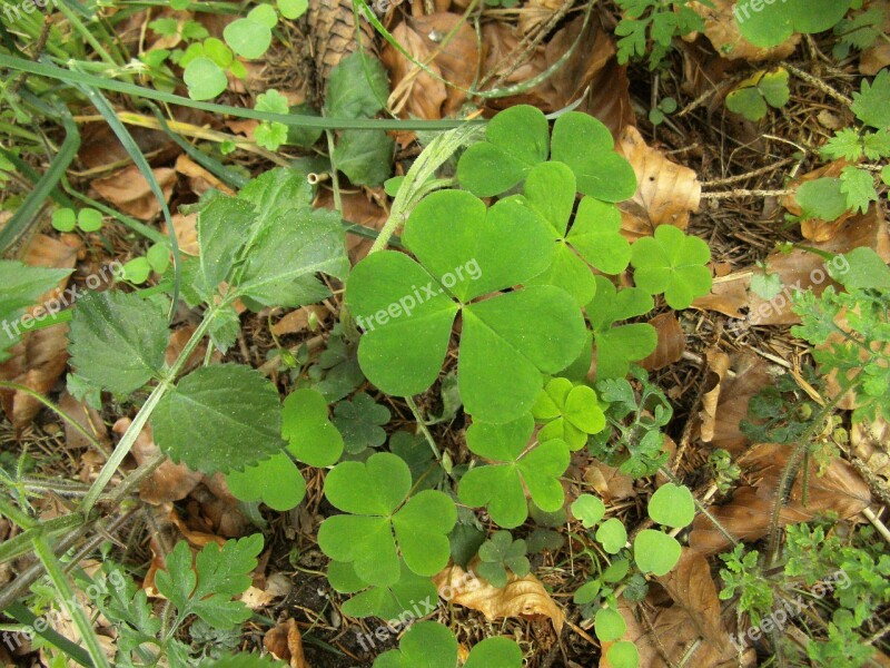 Luck Klee Lucky Clover Sorrel Vierblättrig