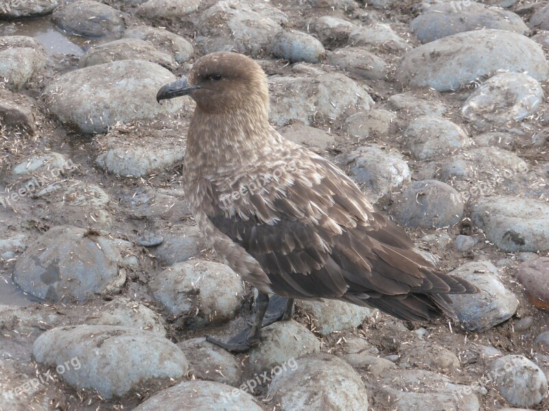 Skua Southern Ocean Antarctica Bird Bird Of Prey