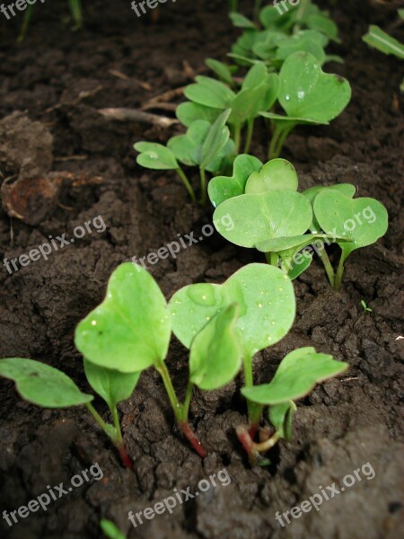 Radish Sprout Plant Spring Drops