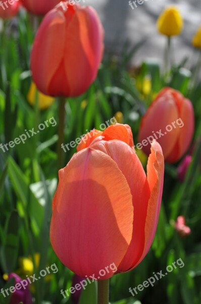 Tulips Flowers Tulip Flower Perennial