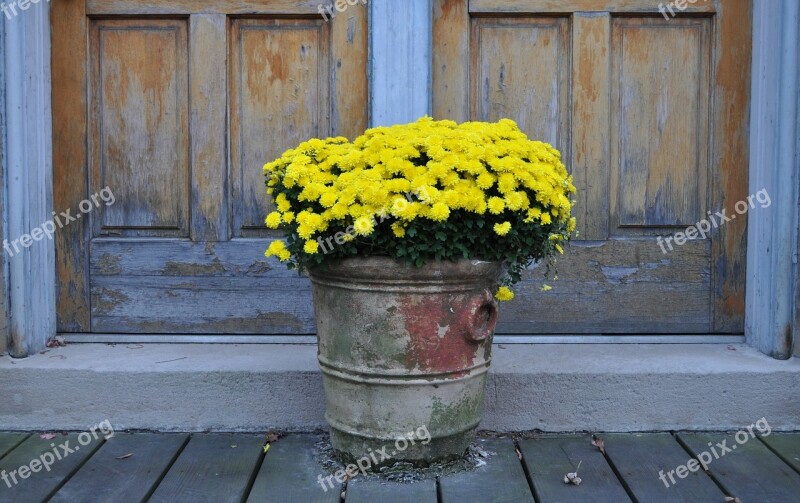 Chrysanthemums Yellow Flowers Mums Chrysanthemum