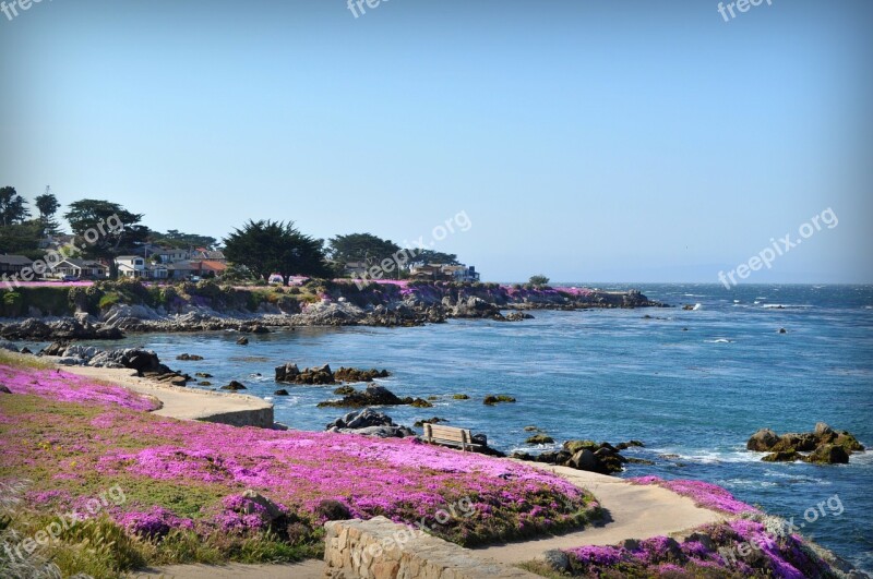 Monterrey California Iceplant Flowers Scenery