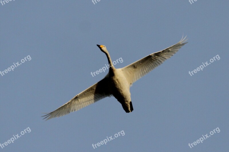 Swan Bird Fly Sky Free Photos