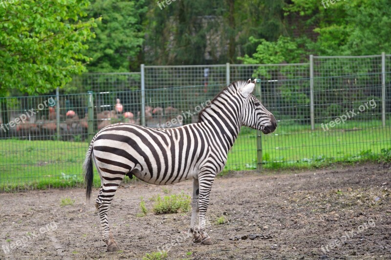 Zebra Animals Crosswalk Stripes Black And White