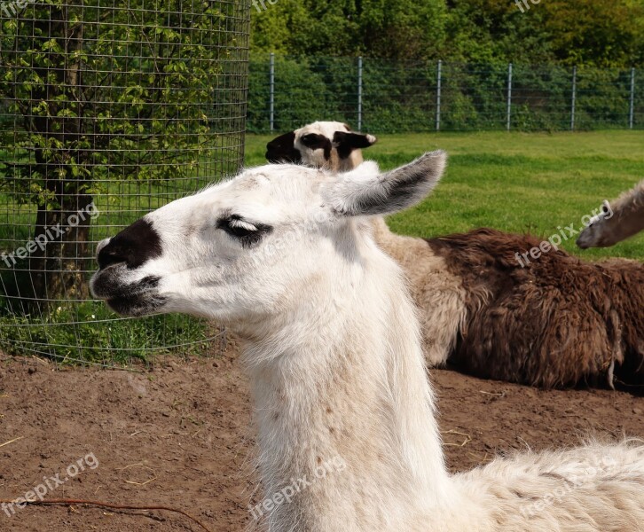 Lama Animal Head Fluffy Fur