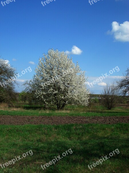 Spring Flowering Tree Sky Tree Grass