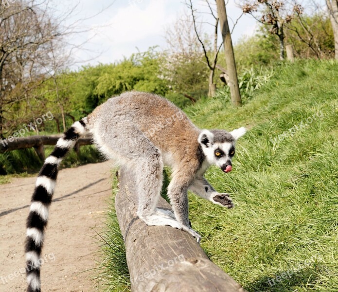 Ring Tailed Lemur Lemur Catta Primate Ape Intelligent