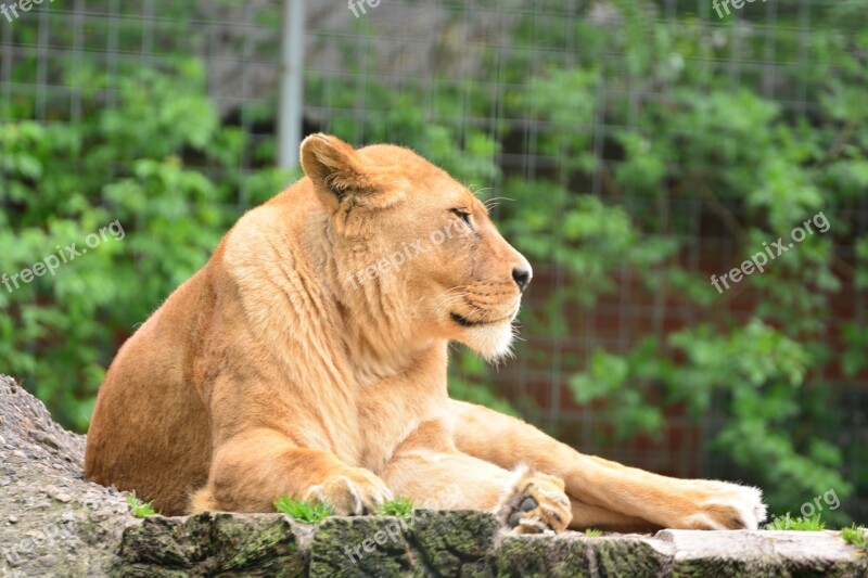 Lion Lioness Animal World Animal Vigilant