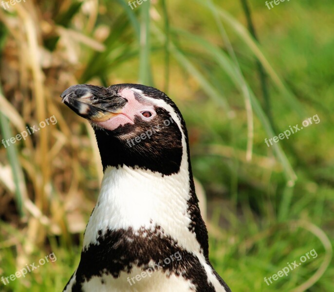 Humboldt Penguin Spheniscus Humboldti Penguin Bird Close Up