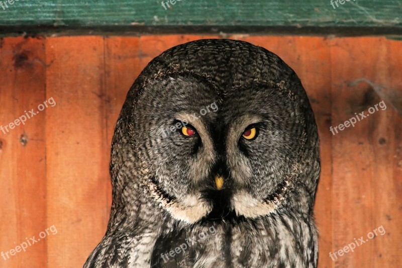 Owl Bird Night Active Portrait Eyes