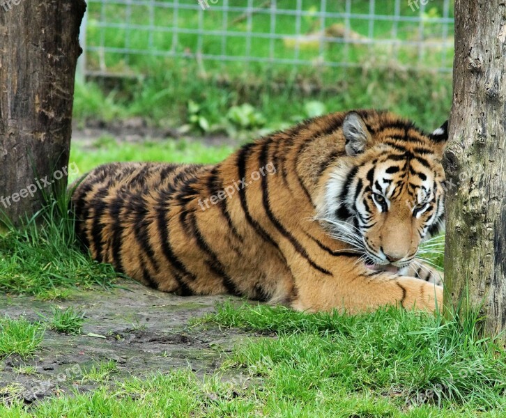 Tiger Bengal Tiger King Tiger India Big Cat