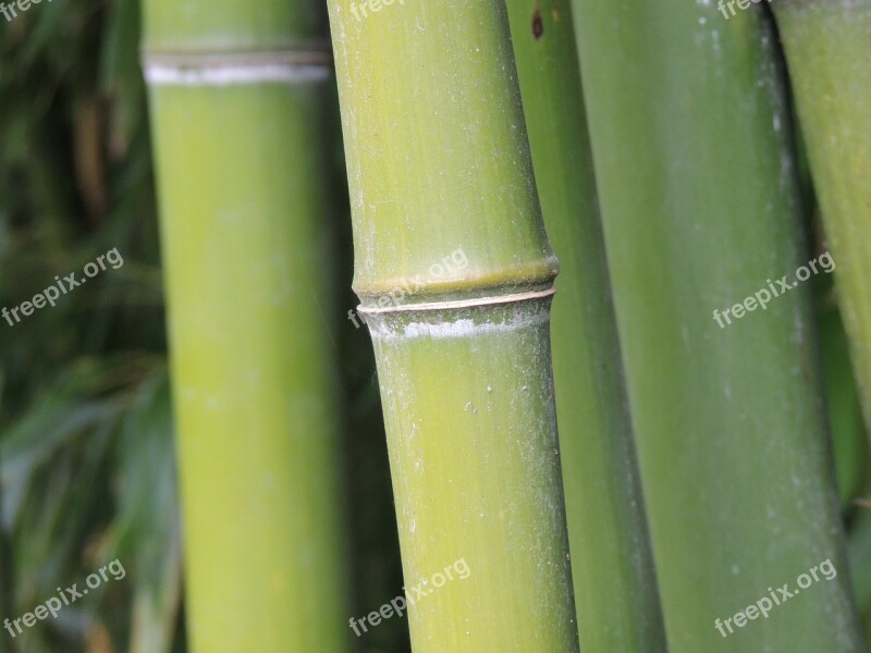 Bamboo Tribe Green Forest Segment