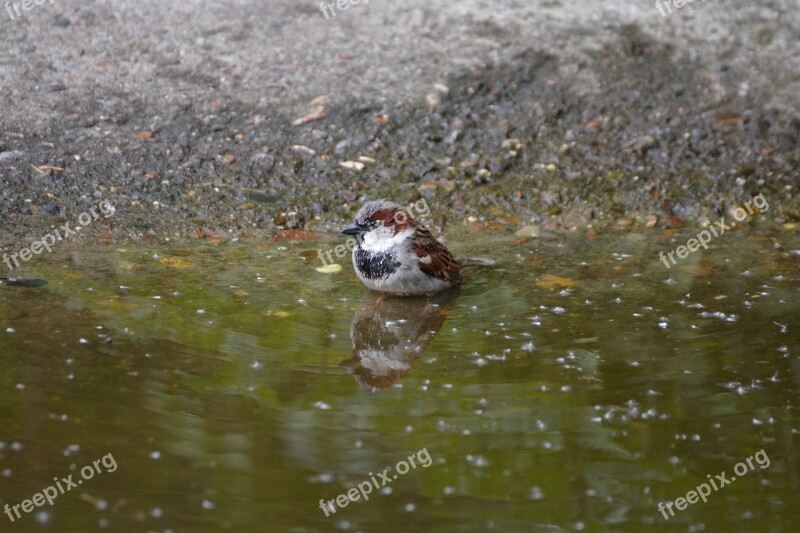 Sparrow Little Bird Birds Colorful Small