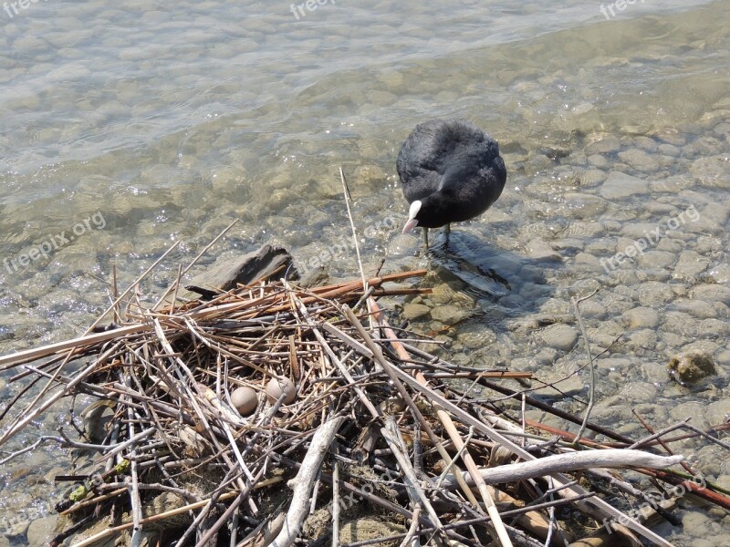 Great Crested Grebe Nest Female Egg Hatching