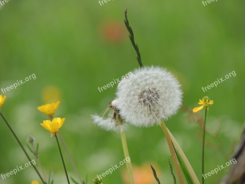 Dandelion Taraxacum Sect Ruderalia Flower Nature