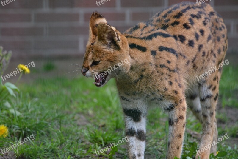 Servals Small Cat Wildcat Predators Mammals